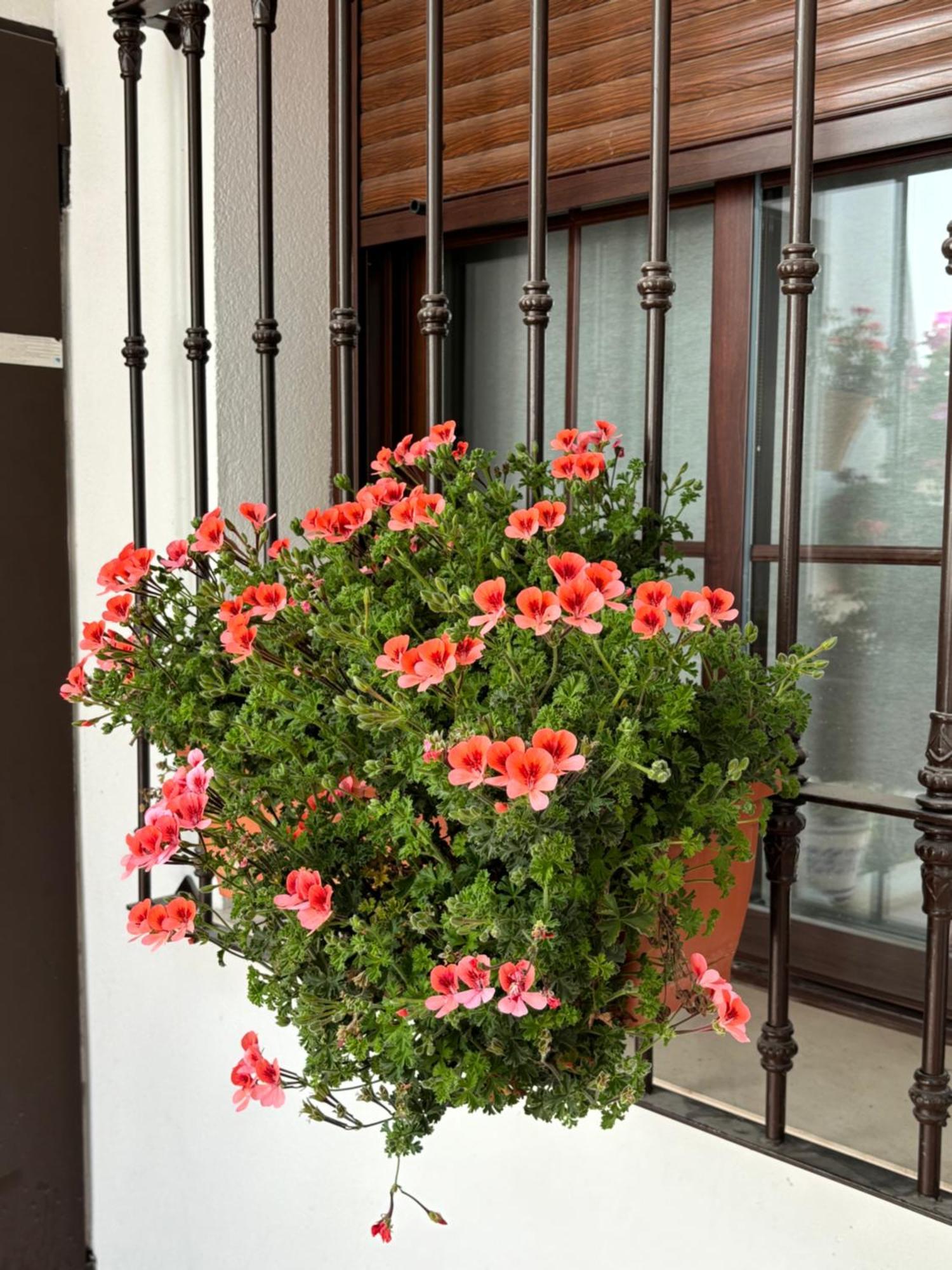 Flores De Mayo En Centro Κόρδοβα Εξωτερικό φωτογραφία